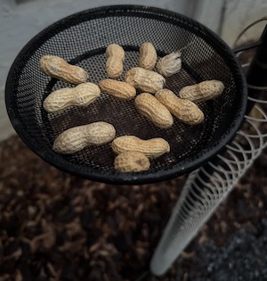 Courting Crows - Peanuts!