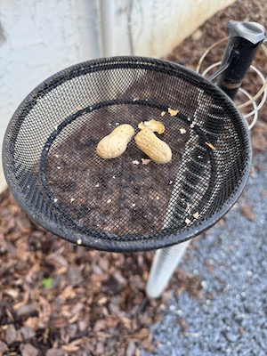 Crow Plate Pole with plundered peanuts