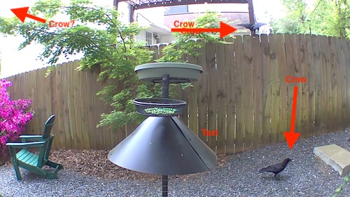 2 out of 3 crows at the Crow Plate Pole Version 2.2
