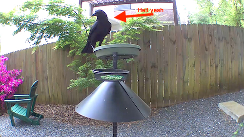 Badass crow on top of the Crow Plate Pole Version 2.2