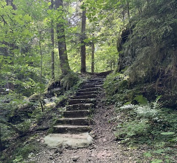 Motiers forest