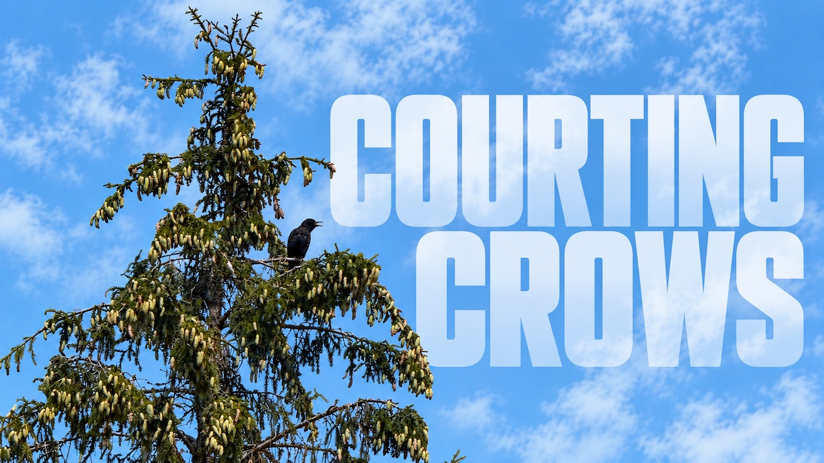 Courting Crows Report #1: The Plate Tapes